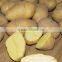 2016 new crop sweet potato fresh potato