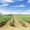 Tiibet certificate organic natural goji berries