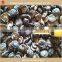 certificated cultivated shiitake mushroom whole AD processing