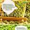 2015 Chinese New Crop Green Mung Bean,Green Mung Bean Seed