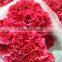 Carnation cut flowers