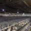 Poultry farming popular used automatic broiler chicken rearing cage