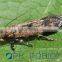 Pheromone lures of Pectinophora gossypiella with trap set