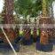 fast grow rapid cultivating root container