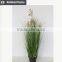 Natural green Papyrus scirpus validus potted onion grass