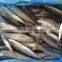 hot sale new season jack mackerel