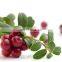 Anthocyanin/cranberry extract Anthocyanin / powder