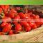 whole foods goji berry wholesaler