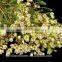 the classical white Chimonanthus flower for decoration flower