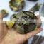 New animal cravings natural dragon septarian quartz crystal carved tortoise