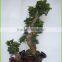 S shaped ficus ginseng microcarpa bonsai tree banyan ficus indoor ornamental decorative plants nursery