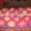 2015 new crop chinese fresh Fuji Apple from Pengjie