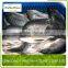 FROZEN BLACK TILAPIA/RED TILAPIA FISH WHOLE ROUND