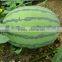 Hybrid f1 watermelon seeds big fruit 688