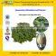 GMP Certified Factory Supply Natural Eucommia Leaf Extract