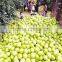 white fresh grapefruit Citrus maxima