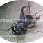 Microwave Dried Crickets For Insect Protein Material