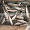 IQF light caught frozen round scad frozen horse mackerel