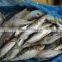 Cheap sardine sea fish