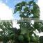 Jatropha Curcus
