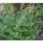 Macleaya Cordata Extract