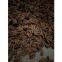 Supply of medicinal materials in western hubei mountain area treasure chicken feet coptis zadeh super series rare traditional Chinese medicinal materials