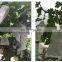Promotion Price Hot Sale Peru Size Customizable Water Resistant Prevent Birds Fruit Growing Grape Protection Paper Bag
