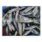 Small size frozen best Japanese sardines Japan sardine for processing