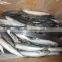 sizes 80 pcs / ctn frozen IQF slender makerel Exporting