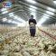 prefabricated automated poultry farm chicken shed  house kenya