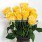 Fresh Rose High Quality flower single rose For sale