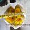 Low Price And Best Quality Fresh Gerbera Fresh Cut Flowers For Wedding - Sunshine Coast