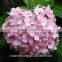 Best Quality Hot Sale Wedding Bouquets Silk Hydrangea Wedding Bouquets From Yunnan
