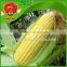 sweet yellow corn/yellow corn price yellow corn for human consumption