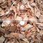 Rubber, Acacia, Eucalyptus WOOD CHIPS CHEAP PRICE!!!
