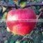 High quality fresh apple fruit fresh Qinguan apple