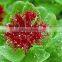 High Quality Natural Rhodiola Rosea Extract/Rhodiola Rosea Extract Powder/Rhodiola Rosea Powder