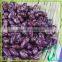 Color Selected Purple Speckled Kidney Beans