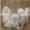 garden decorations furry dog real taxidermy