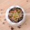 Amazon Hotsell Eggs Design Ceramic Succulent Planters