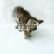 eco-Friendly catnip pet toy for cat ball