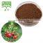 Butchers Broom Root Extract Powder Ruscus aculeata Extract