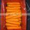 Chinese New Season Bulk Fresh Carrot