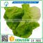 Greenflower 2016 Wholesale artificial PU Milk cabbage China handmaking decoration