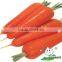 China Xiamen Carrot, Fresh carrrot in superior Quality New Crop Carrot