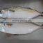 Indian Mackerel (Rastrelliger Kanagurta)