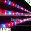 660nm Red 450nm Blue Cob Full Spectrum Led Grow Lights