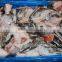 ATLANTIC SALMON HEADS