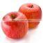 supply new crop fresh fuji apple with best price