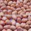 Shell and Un shell Peanuts